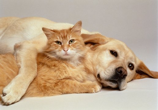 The Journey of Pet Happiness – From Homes to Hearts