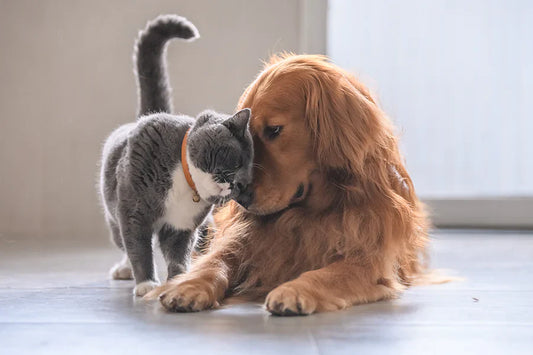 The Power of Play – Why Toys Shape Pet Lives