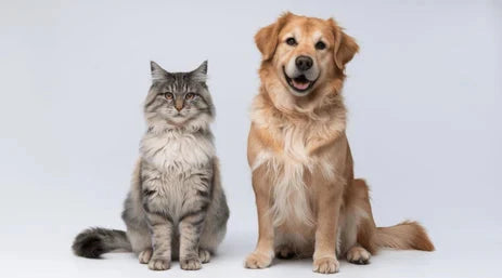 Feeding with Care – How Pet Accessories Define Wellness